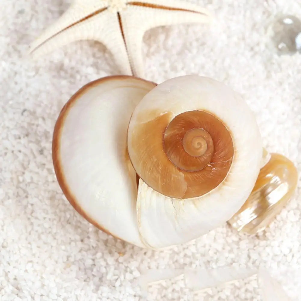 Seashell Conch Bread Snail Natural Mediterranean Home Aquarium Collectibles Toys 5-7cm Decoration Gift Ornaments Christmas O2J3