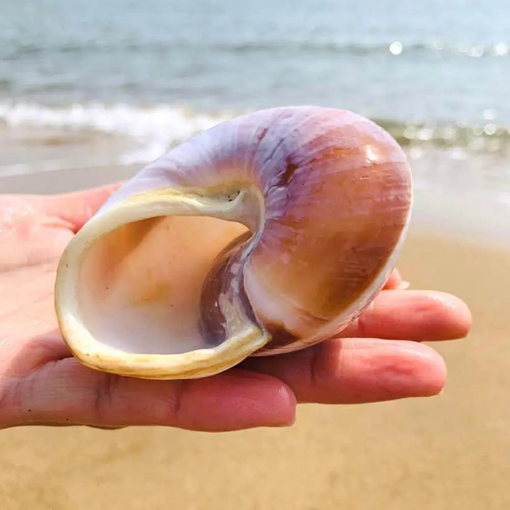Seashell Conch Bread Snail Natural Mediterranean Home Aquarium Collectibles Toys 5-7cm Decoration Gift Ornaments Christmas O2J3