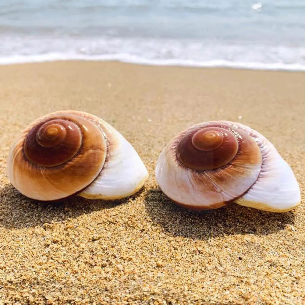 Seashell Conch Bread Snail Natural Mediterranean Home Aquarium Collectibles Toys 5-7cm Decoration Gift Ornaments Christmas O2J3