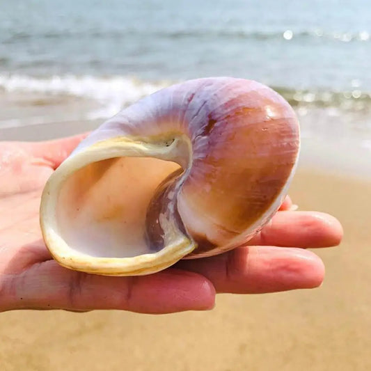 Seashell Conch Bread Snail Natural Mediterranean Home Aquarium Collectibles Toys 5-7cm Decoration Gift Ornaments Christmas O2J3