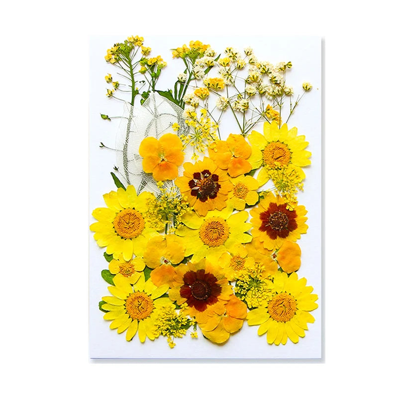 Dried Flowers Real Natural Plant Pressed Flower For Epoxy Resin Filling DIY Keychain Pendant Silicone Mold Jewelry Making Crafts