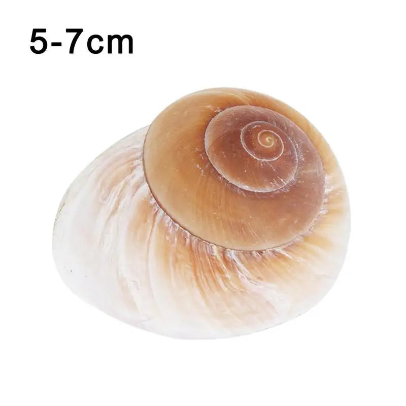 Seashell Conch Bread Snail Natural Mediterranean Home Aquarium Collectibles Toys 5-7cm Decoration Gift Ornaments Christmas O2J3