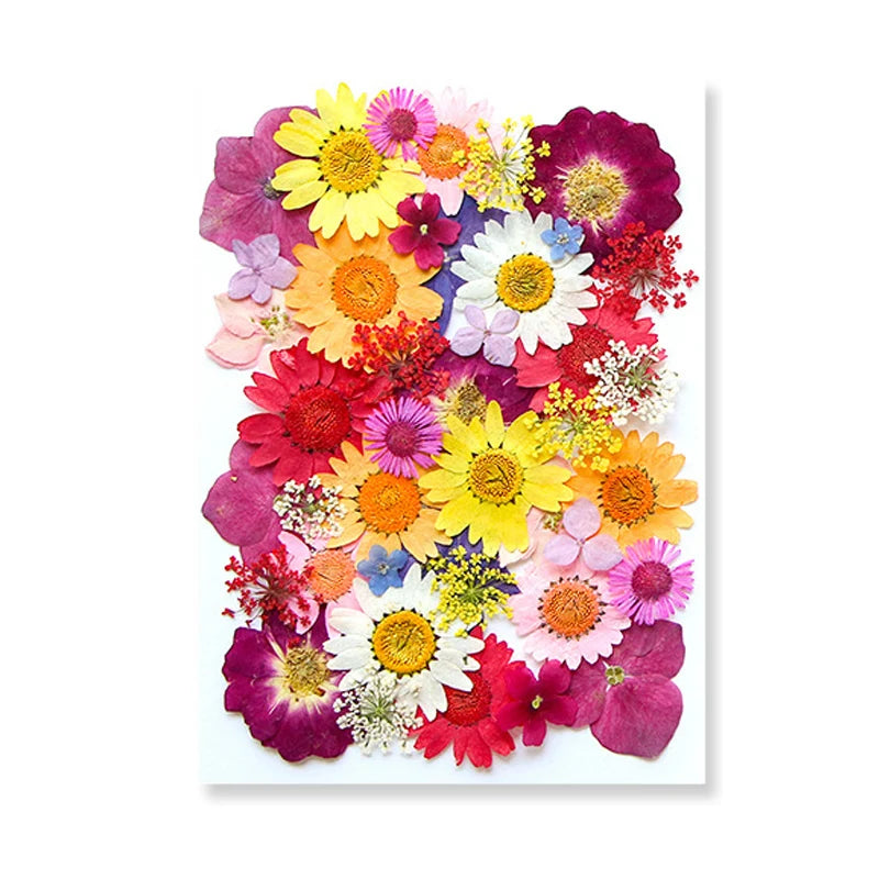 Dried Flowers Real Natural Plant Pressed Flower For Epoxy Resin Filling DIY Keychain Pendant Silicone Mold Jewelry Making Crafts