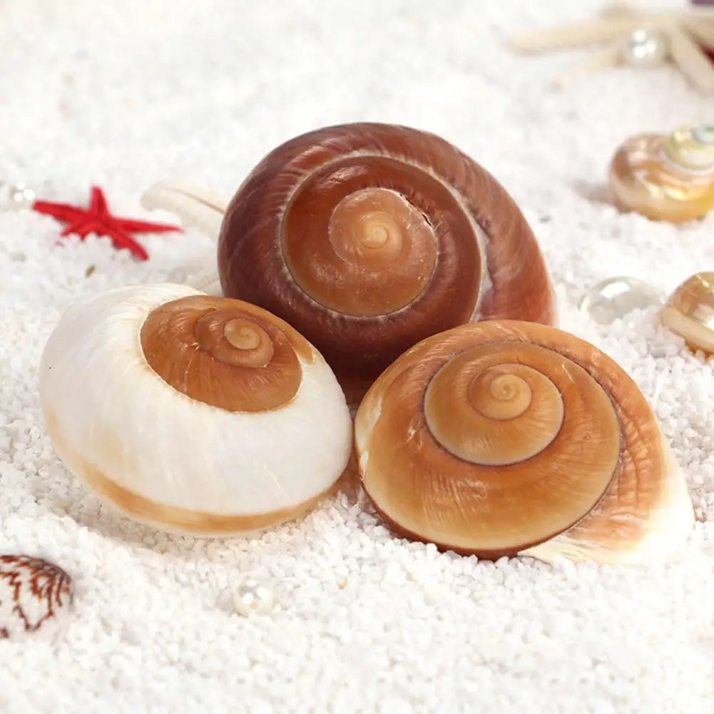 Seashell Conch Bread Snail Natural Mediterranean Home Aquarium Collectibles Toys 5-7cm Decoration Gift Ornaments Christmas O2J3